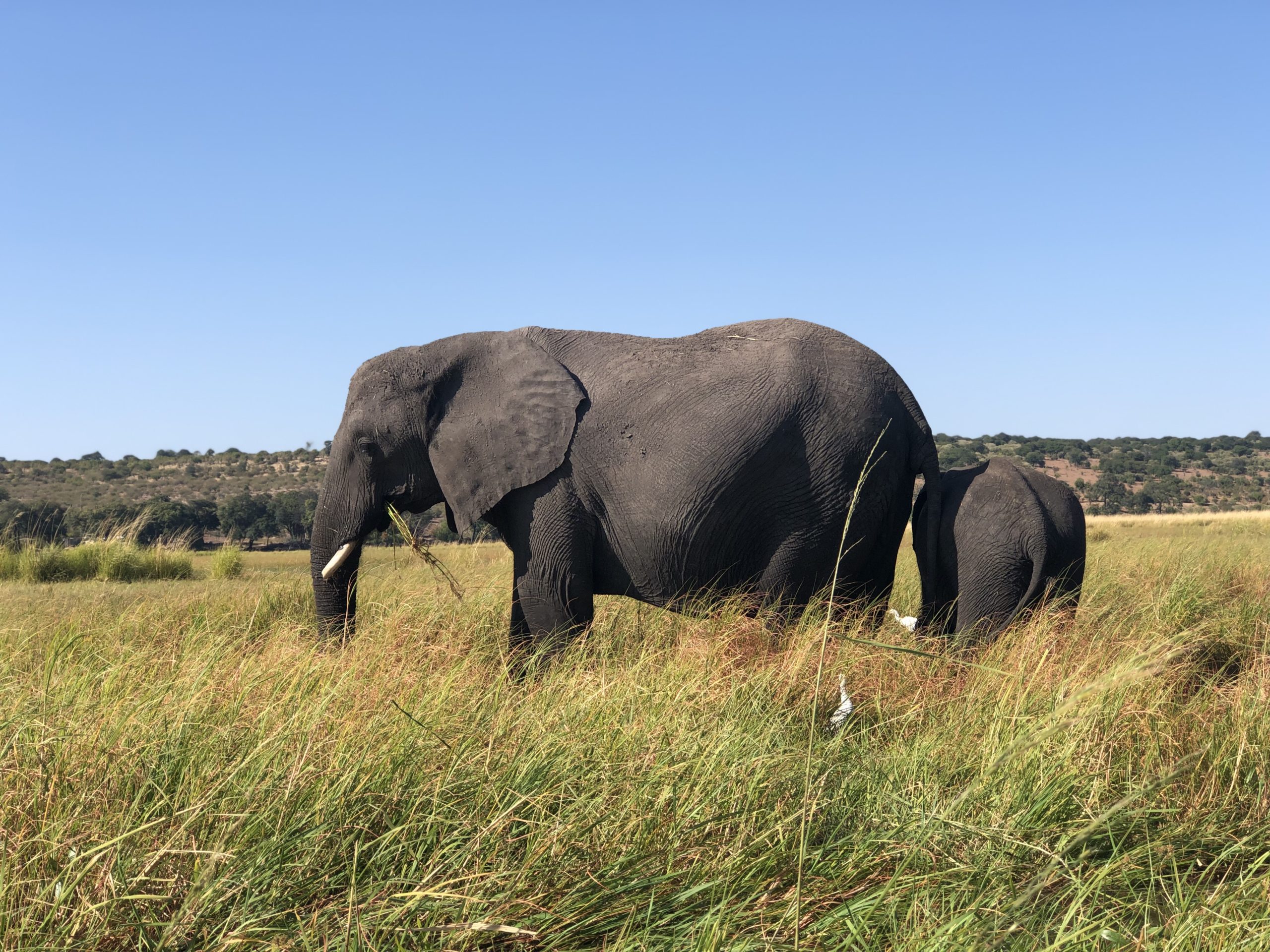 Safari em Botsuana - Sinceramente um dos mais lindos que já vivenciei na vida