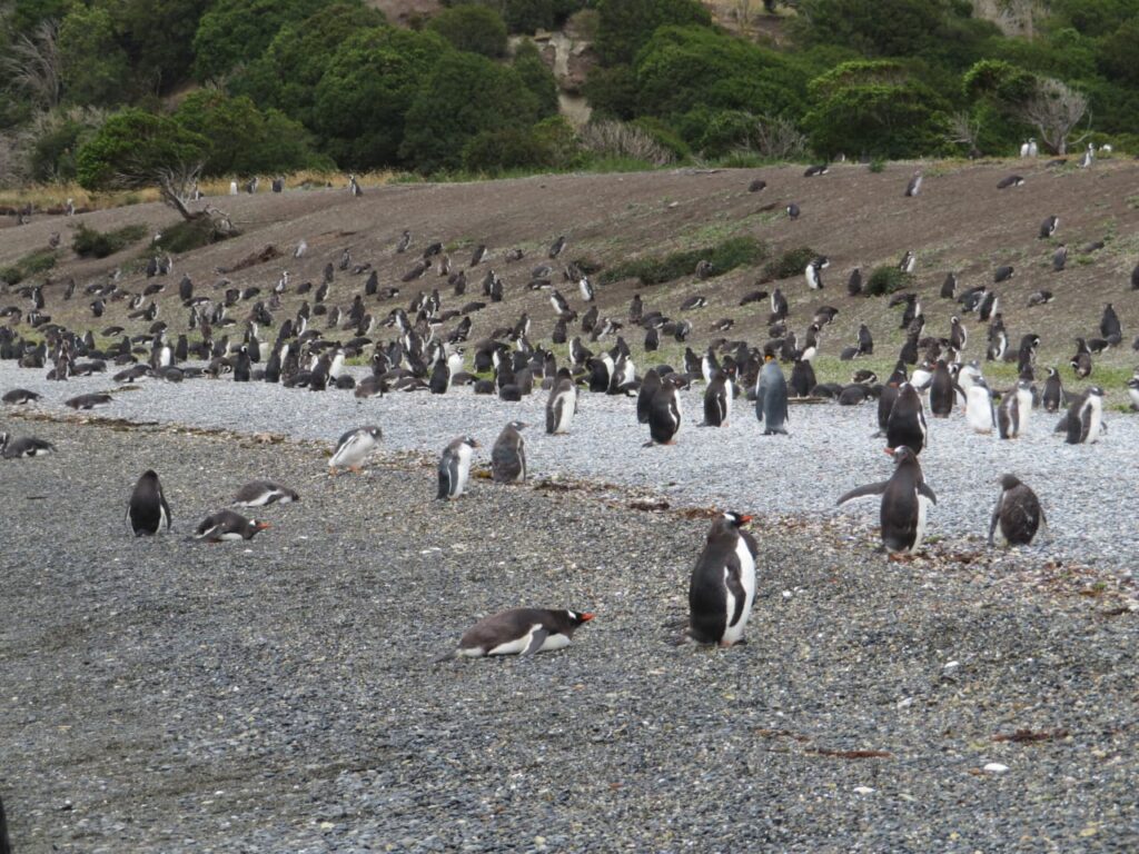 Ushuaia Tierra del Fuego - por Alessandra Ribeiro